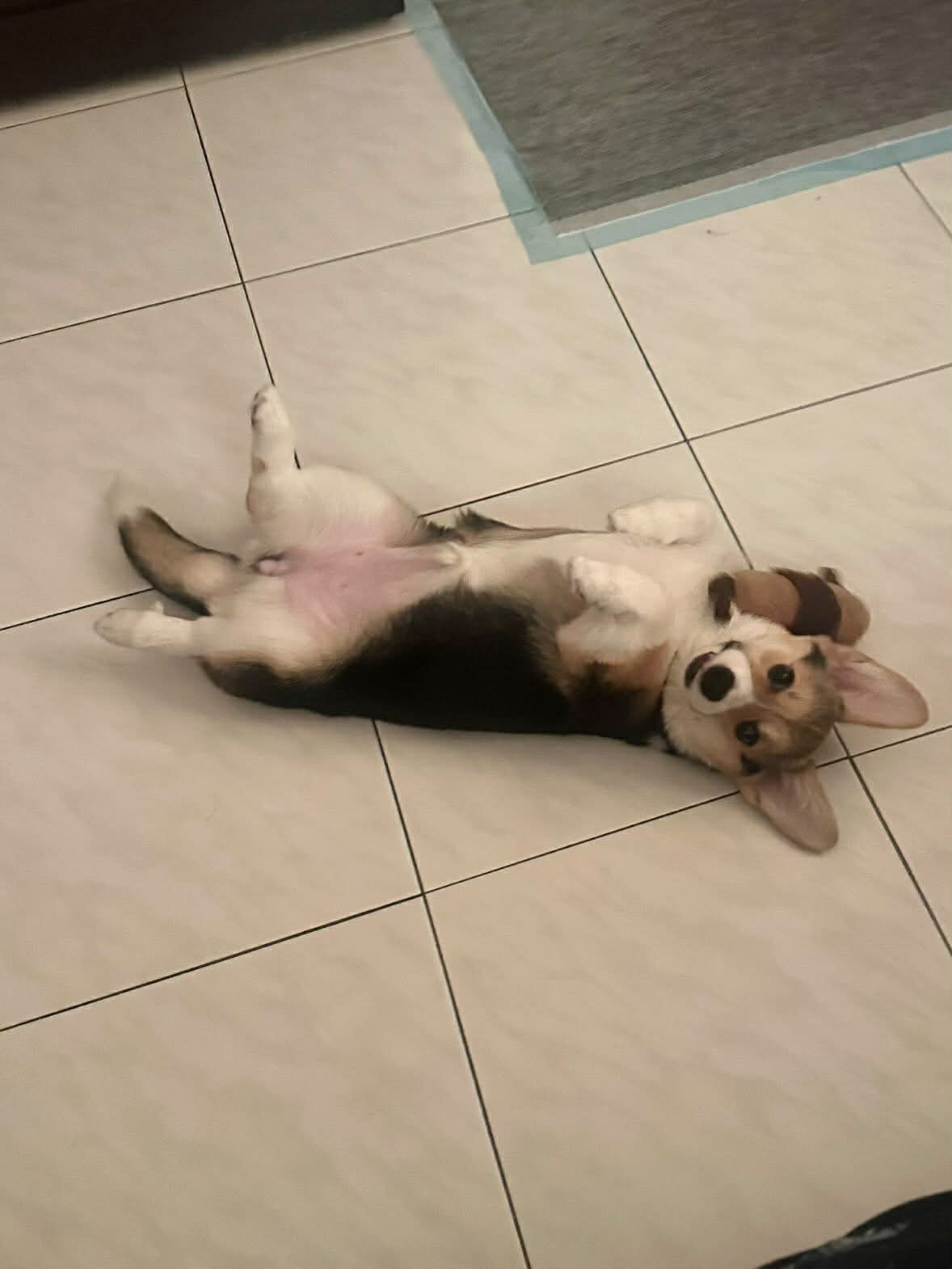 ▲柯基自學聽指令乖等放飯 媽咪感冒「燒聲」寶貝超問號:能吃了嗎。(圖/threads@peiixx_提供,請勿隨意翻拍,以免侵權。)