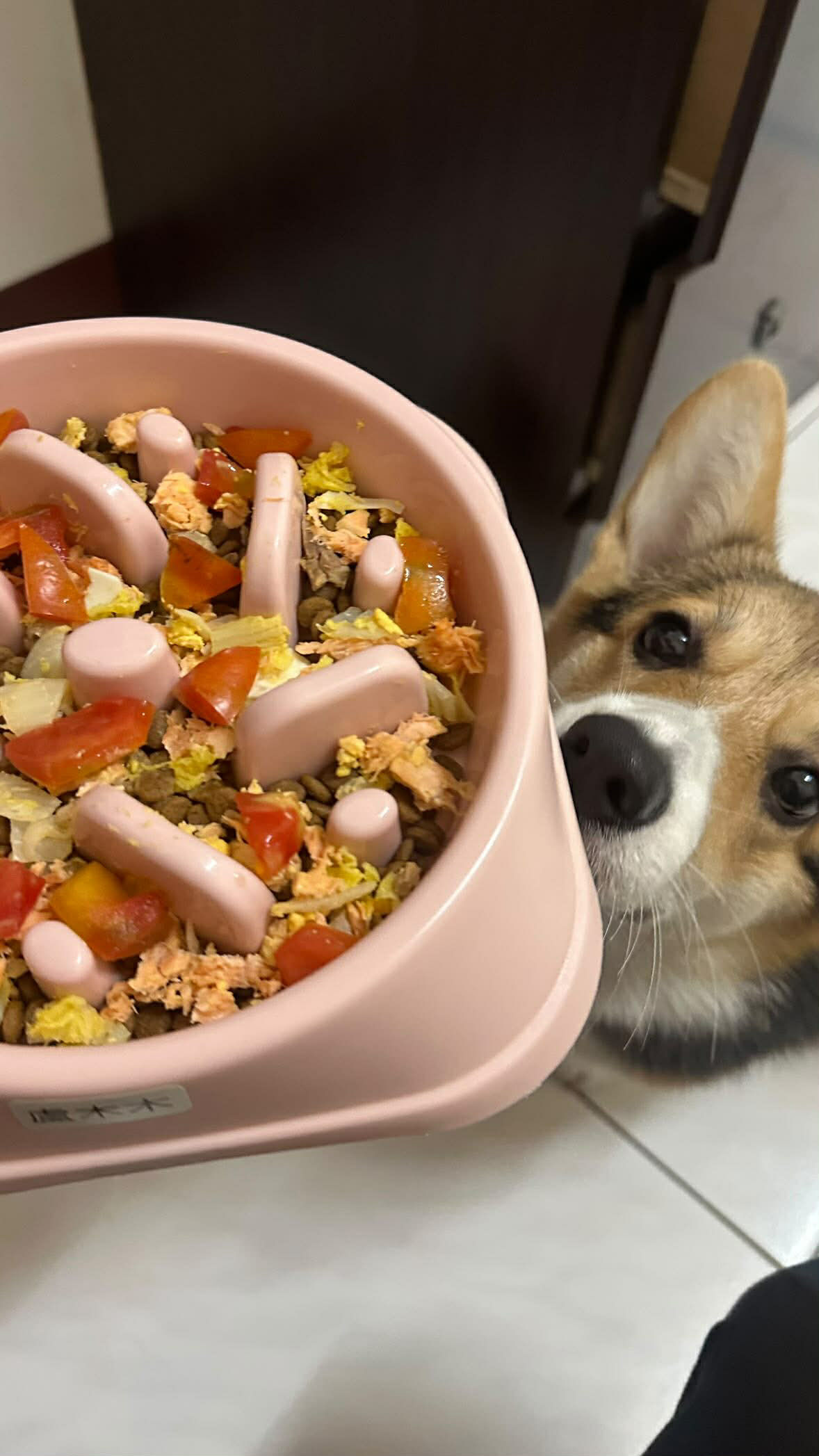 ▲柯基自學聽指令乖等放飯 媽咪感冒「燒聲」寶貝超問號:能吃了嗎。(圖/threads@peiixx_提供,請勿隨意翻拍,以免侵權。)