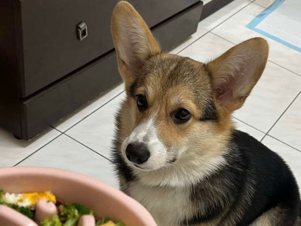 ▲柯基自學聽指令乖等放飯 媽咪感冒「燒聲」寶貝超問號:能吃了嗎。(圖/threads@peiixx_提供,請勿隨意翻拍,以免侵權。)