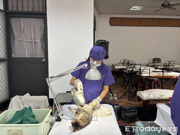 ▲▼ 汪喵幸福有保障!高雄絕育補助超給力 申請數創3年新高。(圖/記者賴文萱翻攝)
