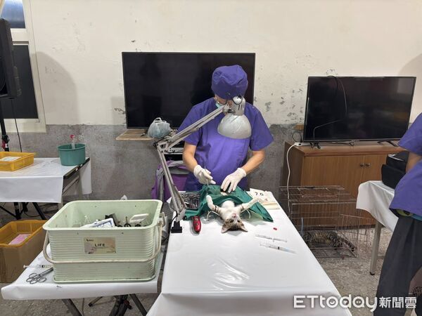 ▲▼ 汪喵幸福有保障!高雄絕育補助超給力 申請數創3年新高。(圖/記者賴文萱翻攝)