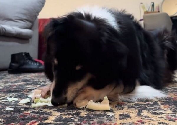 ▲。(圖/翻攝自TikTok/@zestyhan)