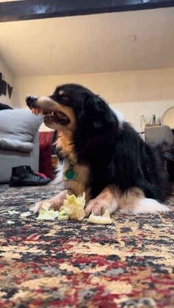 ▲。(圖/翻攝自TikTok/@zestyhan)