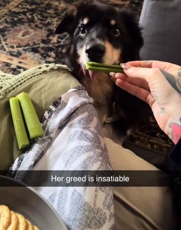 ▲。(圖/翻攝自TikTok/@zestyhan)