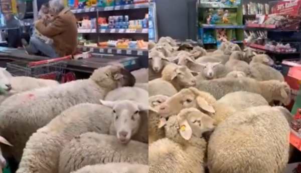 綿羊大軍入侵超市 「50隻羊擠爆收銀台」男嚇逃爬上輸送帶。(圖/翻攝自X)