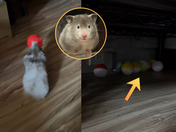 ▲黃金鼠對「扭蛋」一見鍾情 拿一顆藏一顆惹網笑:是抓寶訓練家。(圖/Threads@_bibu____提供,請勿隨意翻拍,以免侵權。)