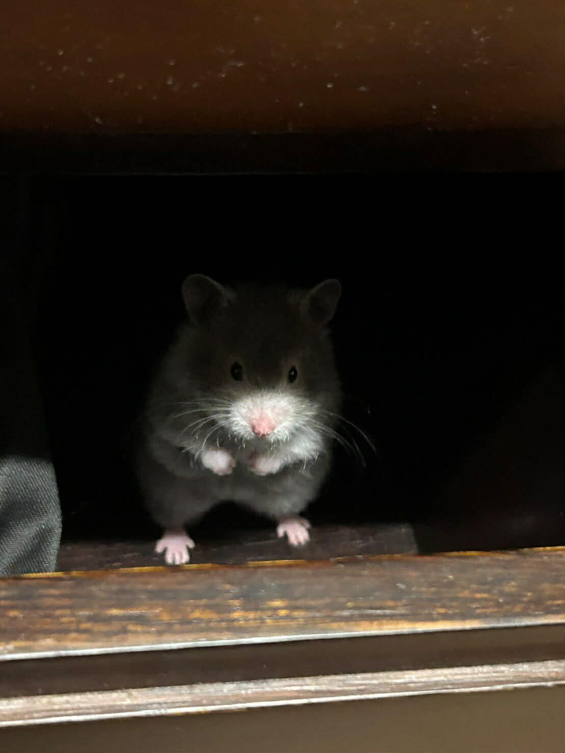 ▲黃金鼠對「扭蛋」一見鍾情 拿一顆藏一顆惹網笑:是抓寶訓練家。(圖/Threads@_bibu____提供,請勿隨意翻拍,以免侵權。)