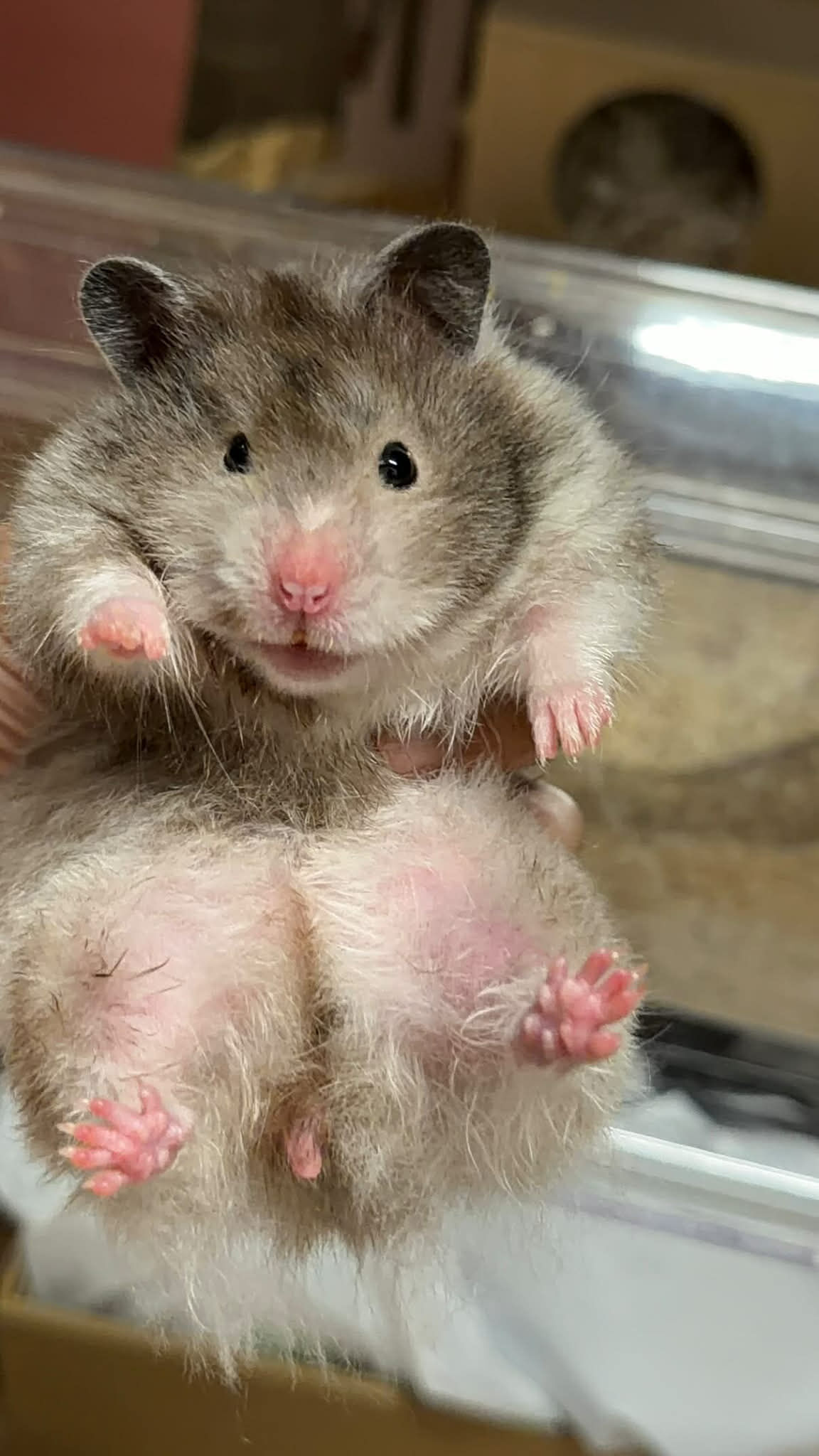 ▲黃金鼠對「扭蛋」一見鍾情 拿一顆藏一顆惹網笑:是抓寶訓練家。(圖/Threads@_bibu____提供,請勿隨意翻拍,以免侵權。)