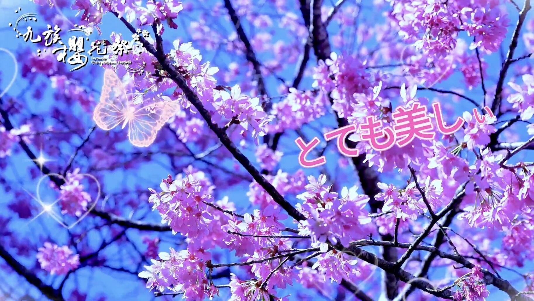 九族櫻花祭,九族文化村,賞櫻,夜櫻,追櫻,日月潭纜車,春遊,火舞,野餐,原民,部落(圖/翻攝自影片)