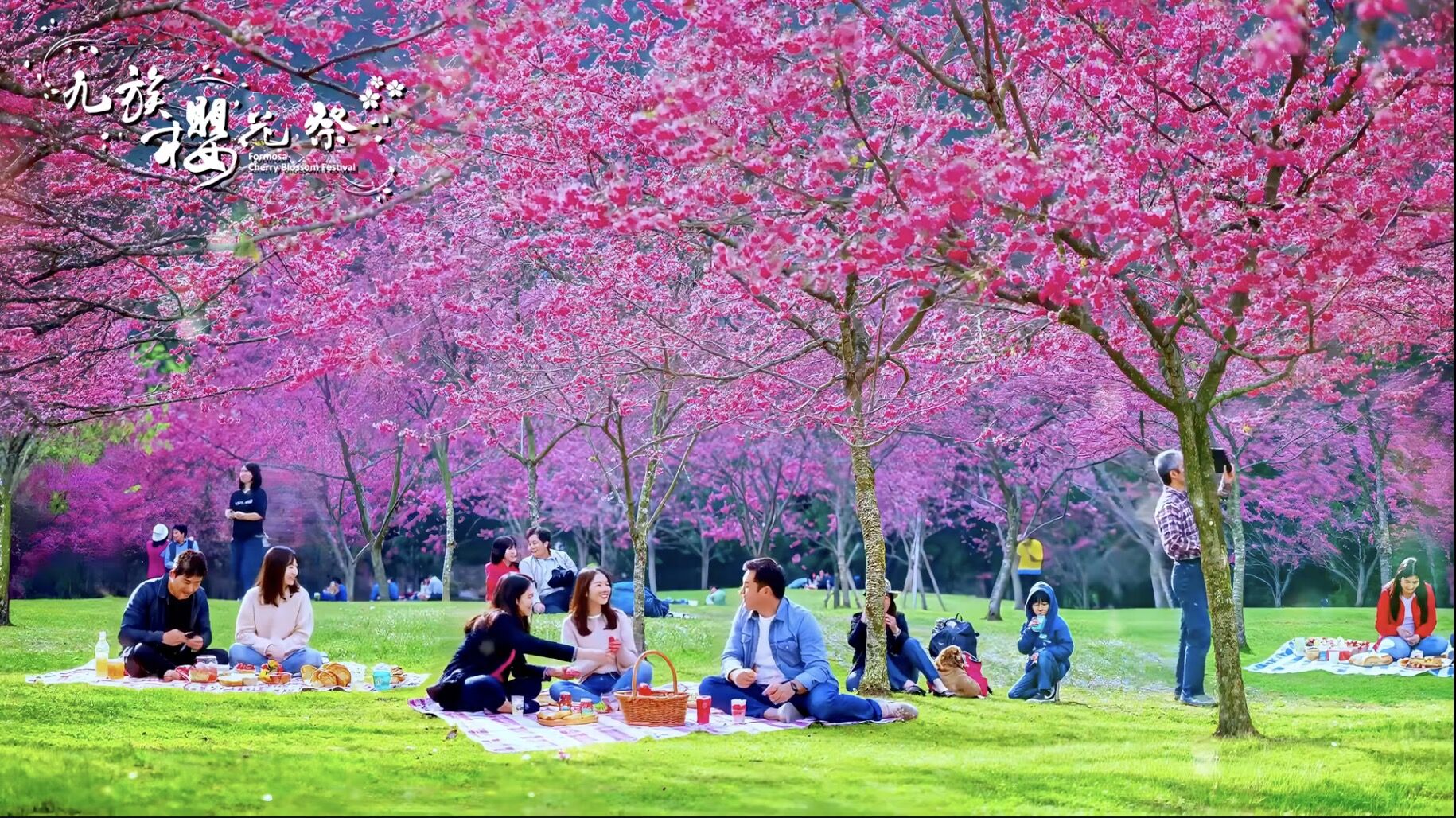 九族櫻花祭,九族文化村,賞櫻,夜櫻,追櫻,日月潭纜車,春遊,火舞,野餐,原民,部落(圖/翻攝自影片)