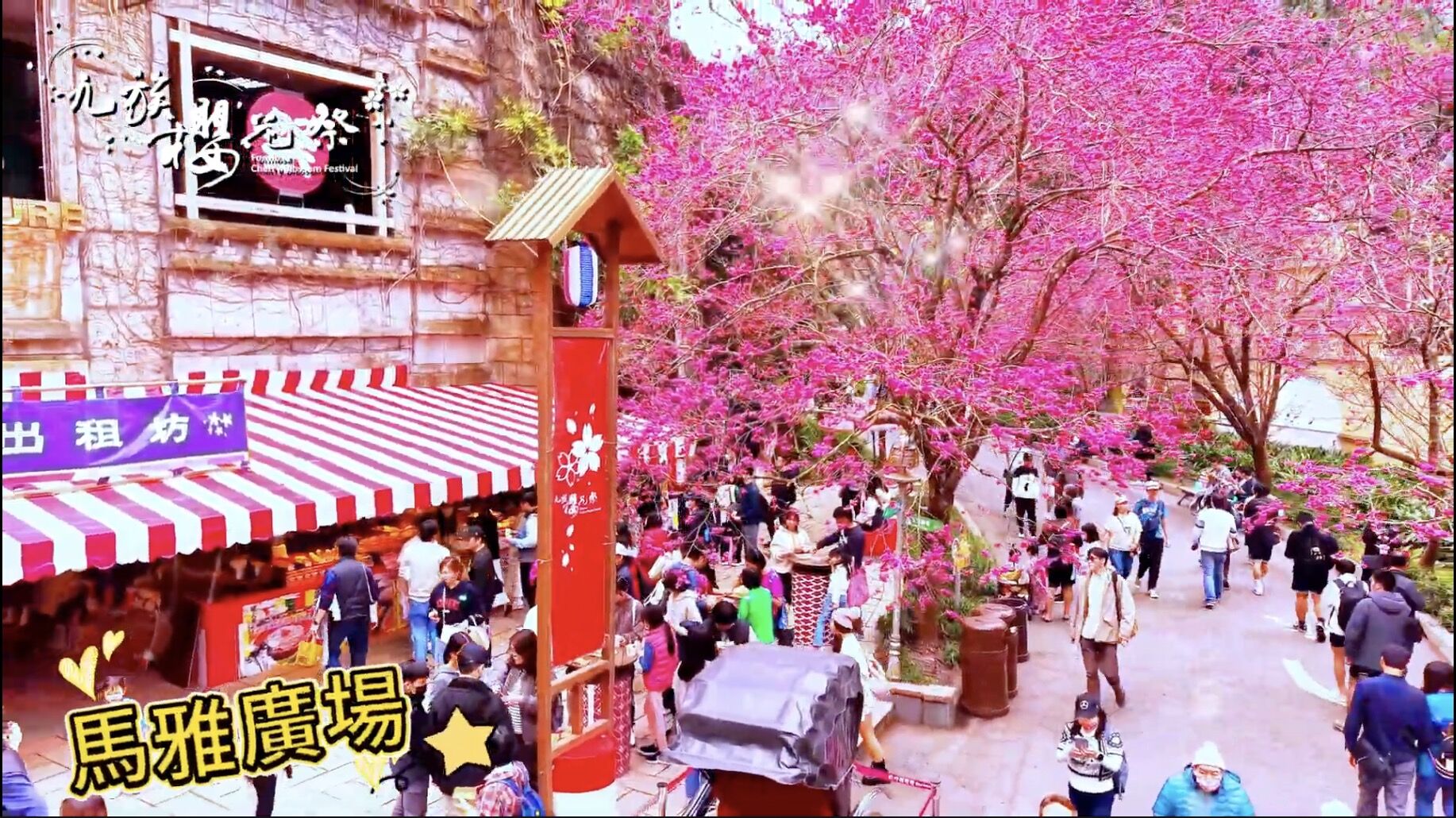 九族櫻花祭,九族文化村,賞櫻,夜櫻,追櫻,日月潭纜車,春遊,火舞,野餐,原民,部落(圖/翻攝自影片)