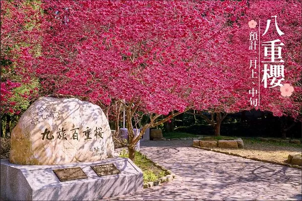 ▲「2026九族櫻花祭」將在1月31日至3月8日開跑。(圖/翻攝自Facebook/九族文化村)