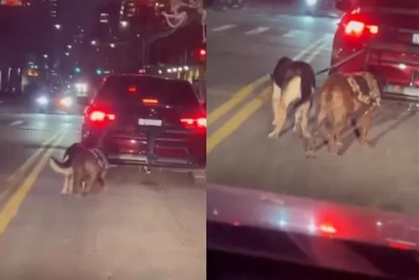 不想狗在車上排泄 冷血男把2犬「綁後車箱沿街拖行」路人怒攔截。(圖/翻攝自X)