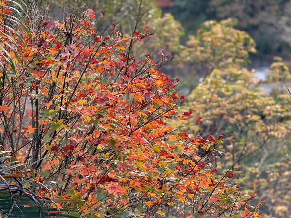 ▲汐止區的拱北殿楓葉開始轉紅。(圖/翻攝自Facebook/賞花快報)