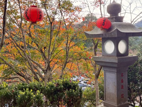 ▲汐止區的拱北殿楓葉開始轉紅。(圖/翻攝自Facebook/賞花快報)