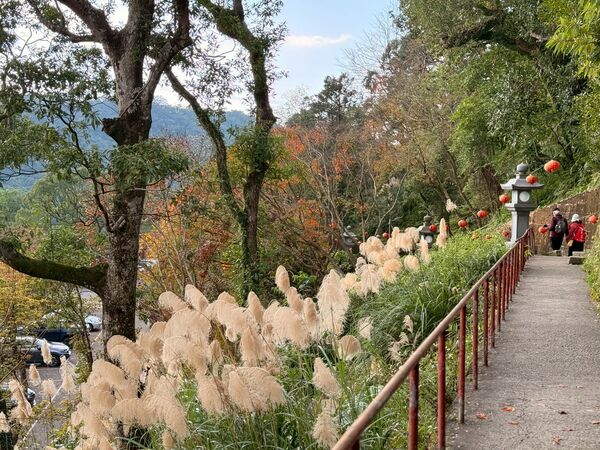 ▲汐止區的拱北殿楓葉開始轉紅。(圖/翻攝自Facebook/賞花快報)