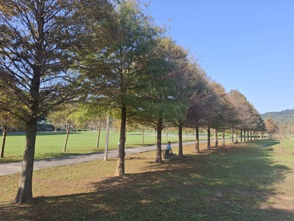 ▲貢寮環保公園,雙溪牡丹落羽松秘境。(圖/新北市觀旅局提供)