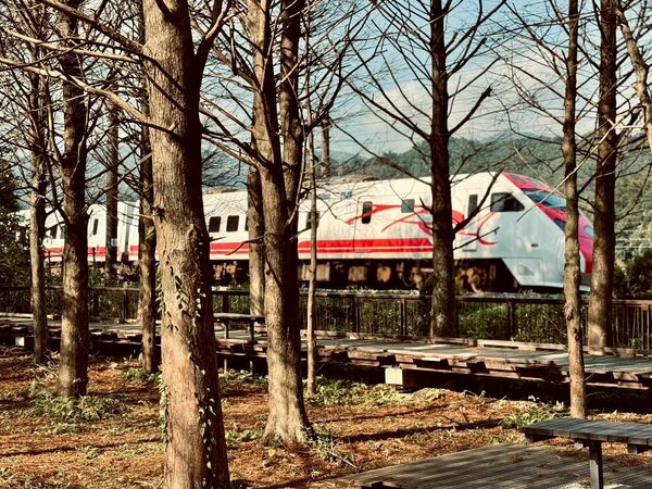 ▲貢寮環保公園,雙溪牡丹落羽松秘境。(圖/新北市觀旅局提供)