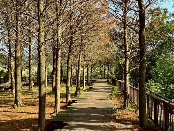 ▲貢寮環保公園,雙溪牡丹落羽松秘境。(圖/新北市觀旅局提供)
