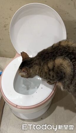 貓咪喝馬桶水。(圖/飼主Tai Lili提供)