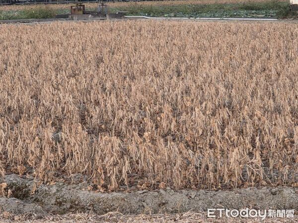 ▲萬丹契作收購價每台斤48.5元。(圖/民眾提供)