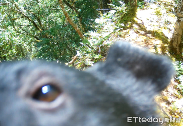 ▲照片2、本處加入全國野生動物相機監測計畫拍攝得之臺灣黑熊影像,日後黑熊於轄區遊憩區域出沒時將與鄰近機關共享資訊,掌握族群動態並降低人獸衝突機率。(圖/林志祥攝,玉山國家公園管理處提供)
