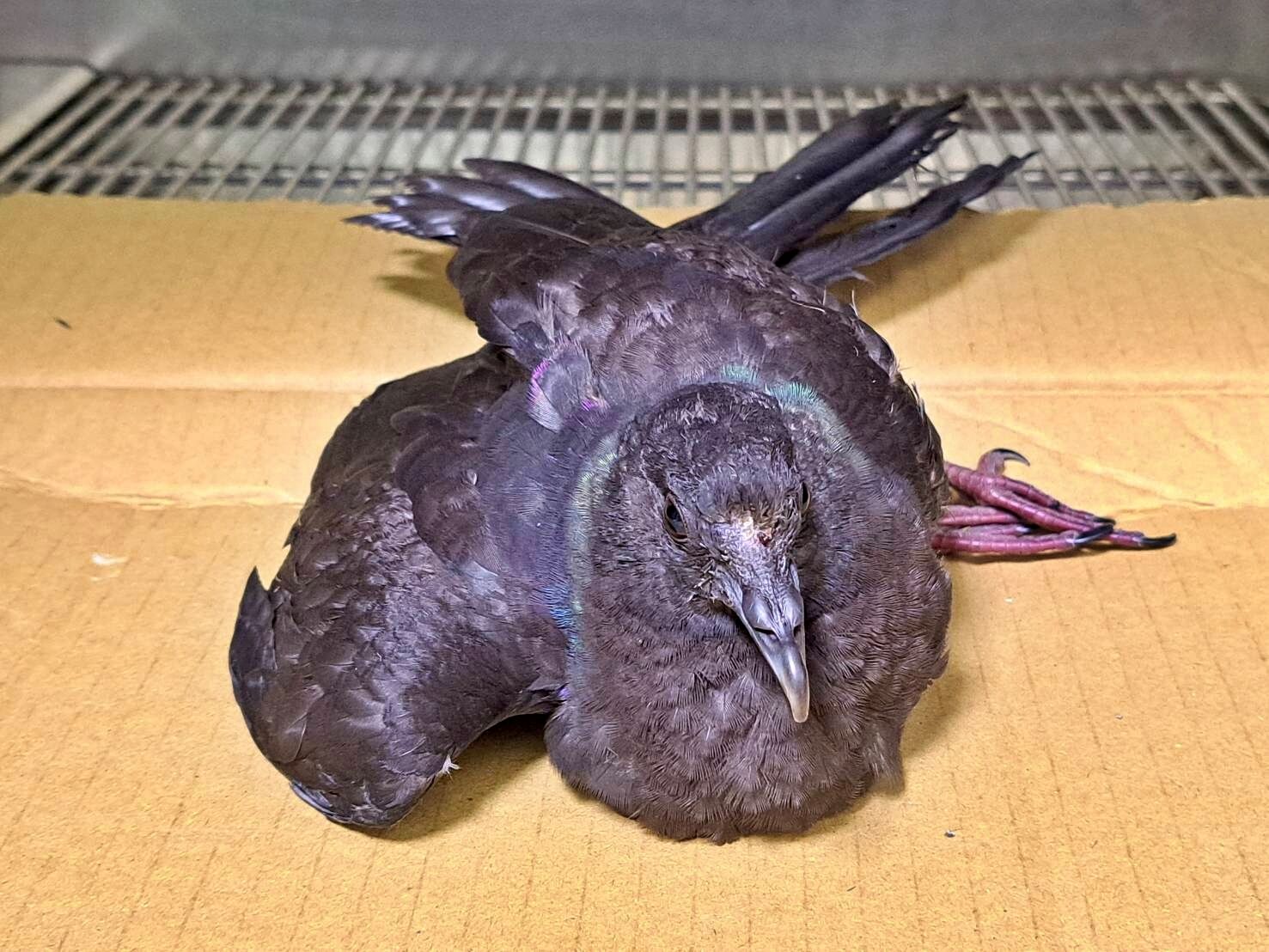 ▲黑林鴿誤闖倉儲受傷 新北動保救治助重返天空。(圖/新北市動保處提供)