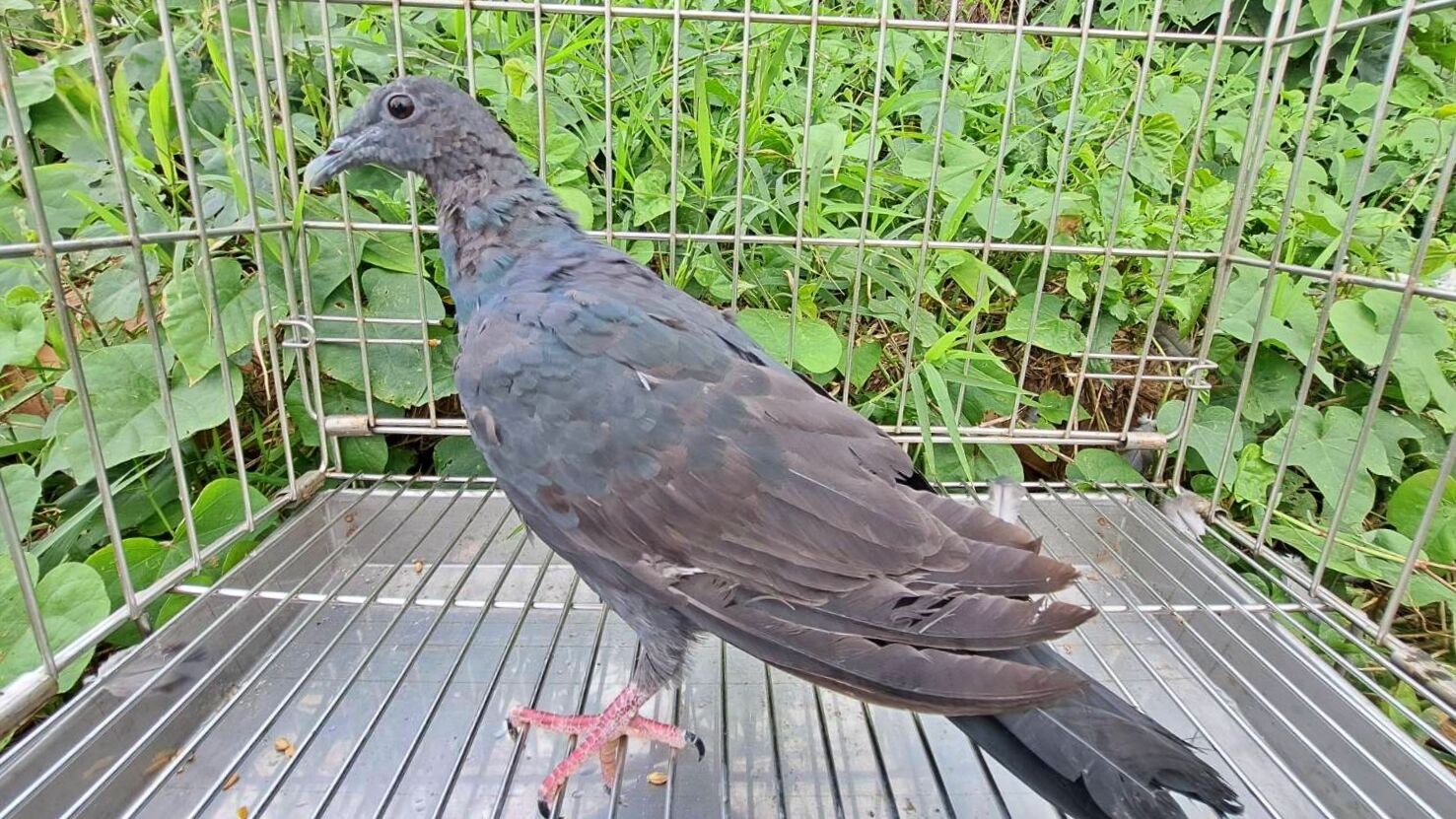 ▲黑林鴿誤闖倉儲受傷 新北動保救治助重返天空。(圖/新北市動保處提供)