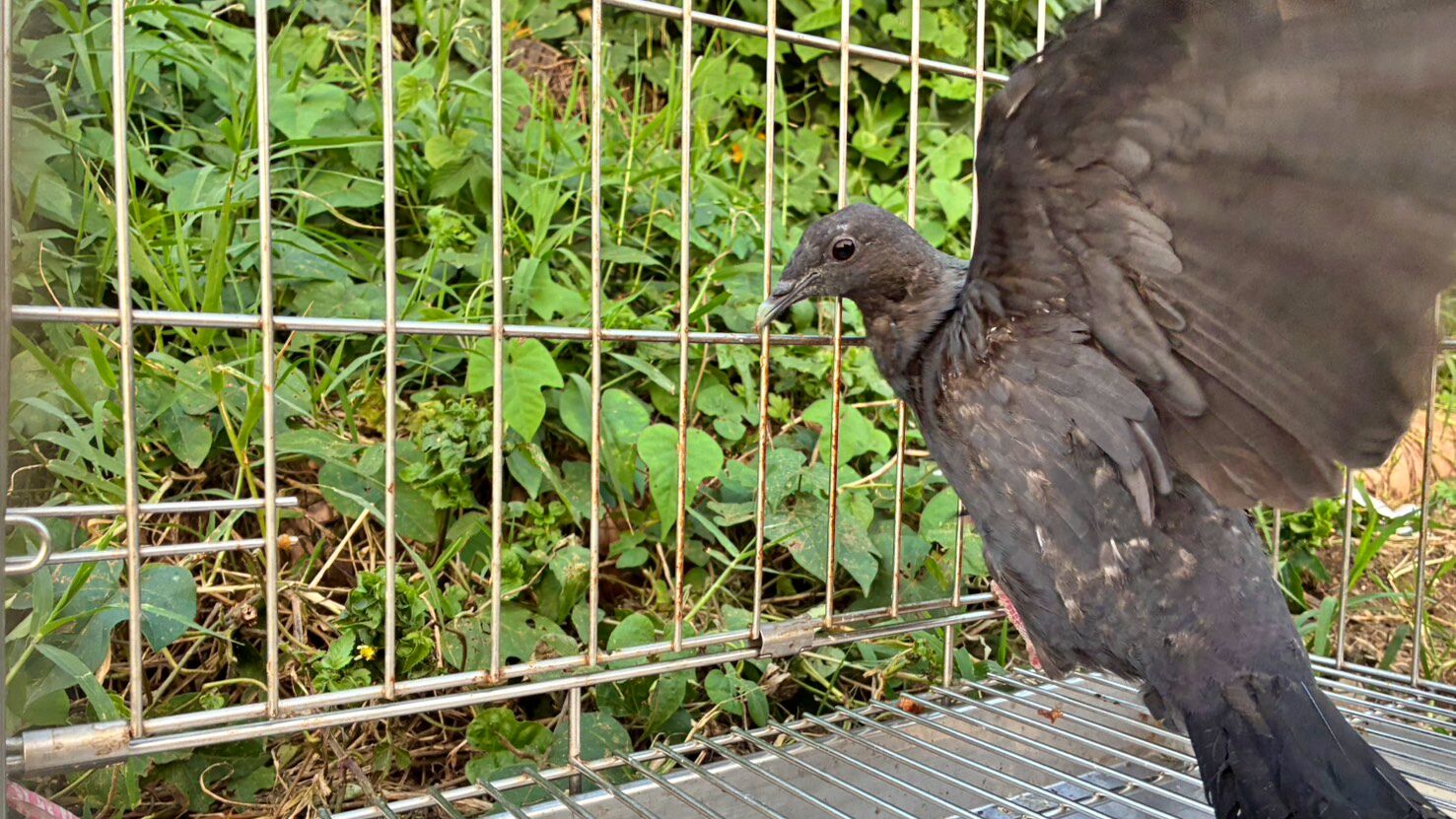▲黑林鴿誤闖倉儲受傷 新北動保救治助重返天空。(圖/新北市動保處提供)
