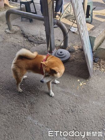 ▲▼4歲女童10日和家人逛台糖鳳山假日花市,被一隻綁在柱子旁的柴犬爆衝咬傷手。(圖/記者吳世龍攝)