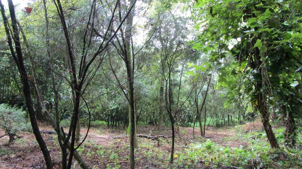 ▲新北響應「百萬人種百萬樹」。(圖/新北市農業局提供)