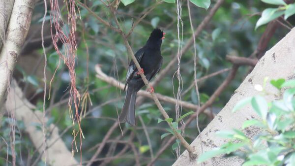 ▲新北響應「百萬人種百萬樹」。(圖/新北市農業局提供)