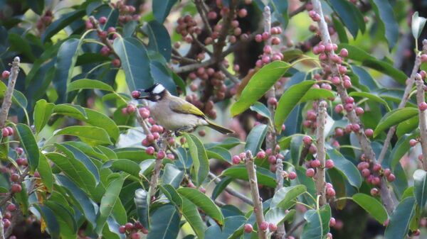 ▲新北響應「百萬人種百萬樹」。(圖/新北市農業局提供)