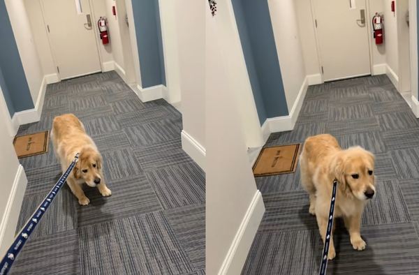 阿金出門散步秒變「拒否犬」 背後原因萌翻網:把拔馬麻我都要。(圖/翻攝自TikTok/rissyroo395)