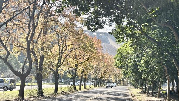 ▲石門水庫園區內,一共種植300棵低海拔梅樹,目前相繼開花。(圖/北水分署提供)