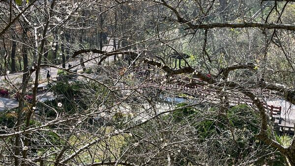 ▲石門水庫園區內,一共種植300棵低海拔梅樹,目前相繼開花。(圖/北水分署提供)