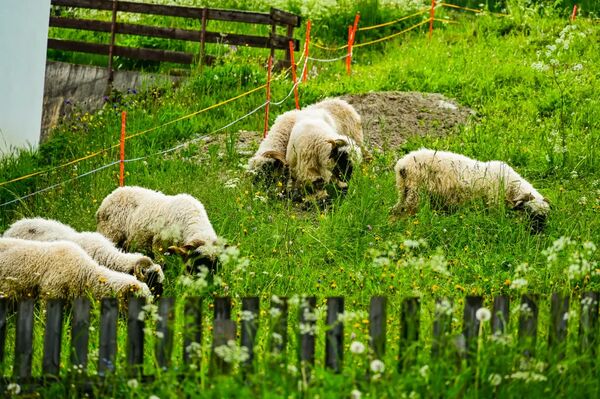 ▲▼「策馬特必逛街區」車站大街走走拍拍、策馬特博物館介紹。(圖/部落客Travel with Leo提供)