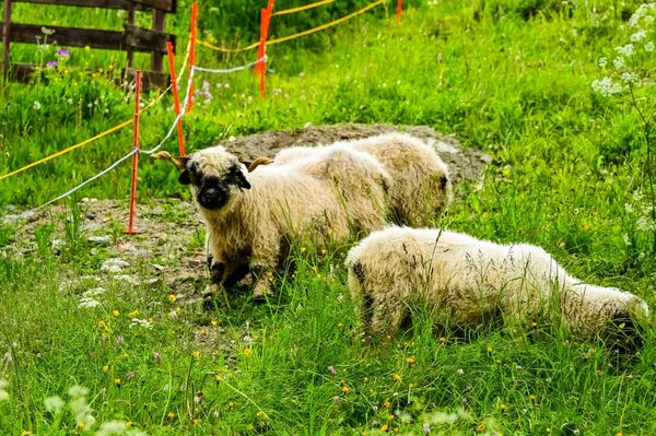 ▲▼「策馬特必逛街區」車站大街走走拍拍、策馬特博物館介紹。(圖/部落客Travel with Leo提供)