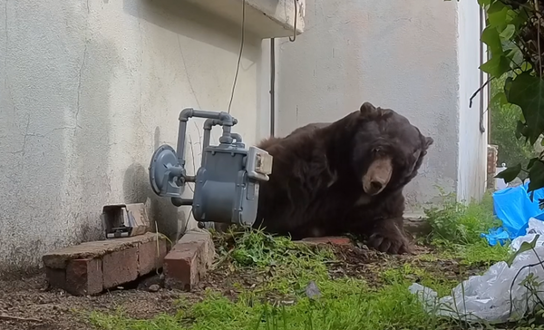 被迫和巨熊同居37天!加州男才脫身 鄰居驚見「地下室也有熊」。圖/翻攝自Facebook/BEAR League)