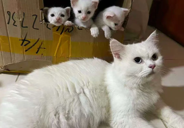 照顧浪貓意外收到驚喜包 2天後「多出3小貓」網笑:貓媽計畫通。(圖/翻攝自Reddit)