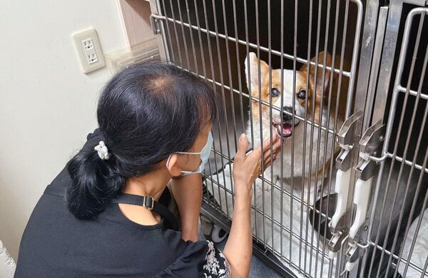 ▲。(圖/翻攝自粉專/連環泡有芒果2.0)