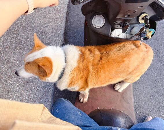 ▲。(圖/翻攝自粉專/連環泡有芒果2.0)