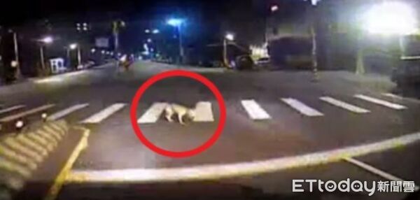 ▲三峽公車司機無視流浪犬過馬路,直接駛過將其輾斃。(圖/記者陸運陞翻攝)