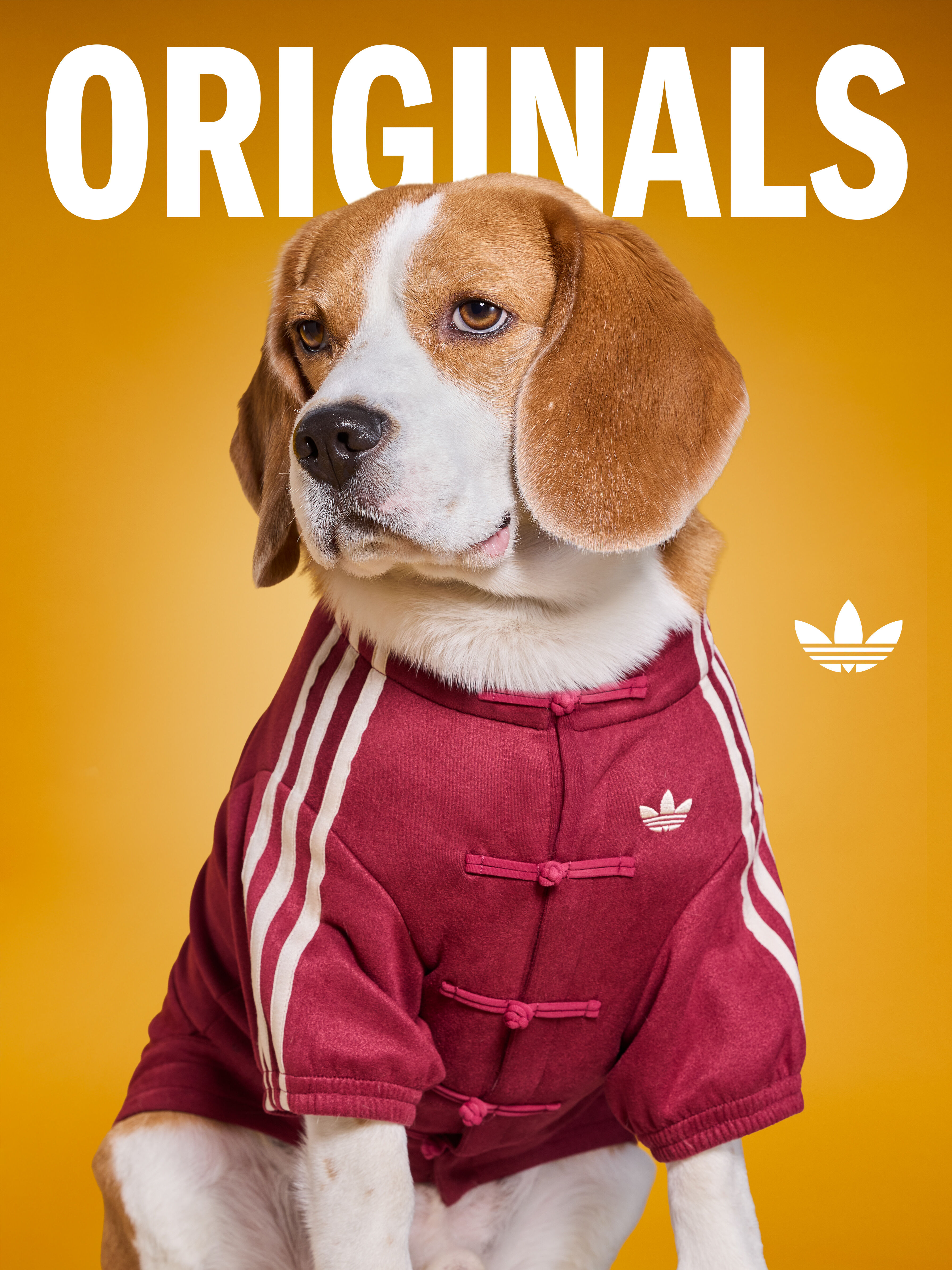 ▲▼adidas、PEDRO 。(圖/品牌提供)