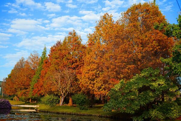 ▲成美文化園舉辦落雨松攝影大賽及親子優惠活動。(圖/成美文化園提供)