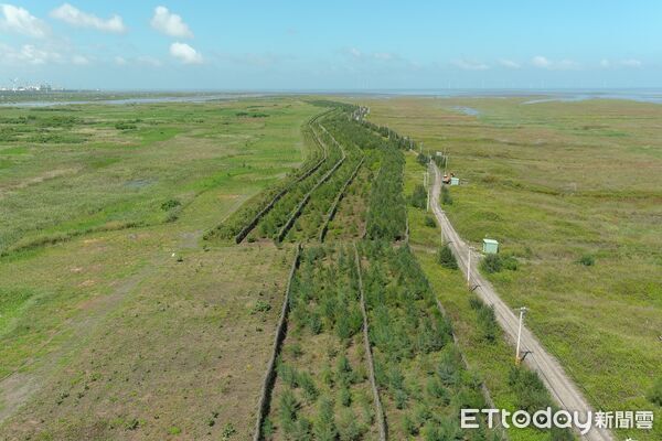 ▲雲林縣麥寮鄉濁水溪出海口高灘地河川揚塵防治造林,由慈心有機農業發展基金會及中華電信認養。(圖/林業保育署南投分署提供)