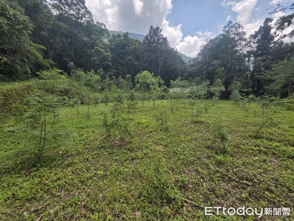 ▲埔里事業區第84林班造林地,由日月光環保永續基金會認養。(圖/林業保育署南投分署提供,下同)