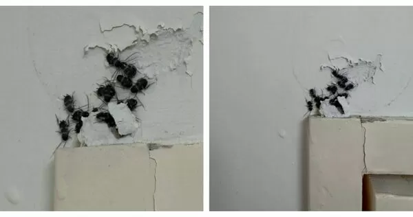 新屋門框上驚見黑色蟑螂成群,至少15隻蟑螂聚集門框,畫面引發密集恐懼症網友熱議。(圖/翻攝自Threads,@didijai39)