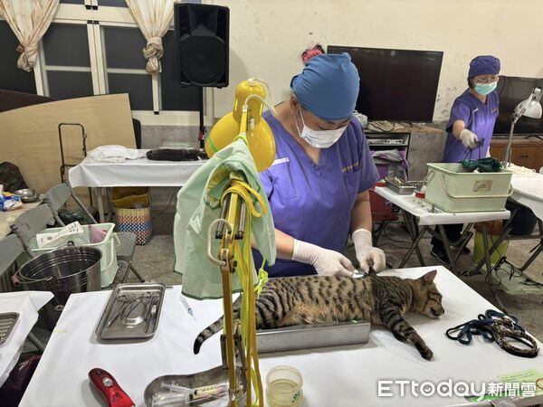 ▲▼獸醫師進行犬貓絕育。(圖/記者吳世龍翻攝)