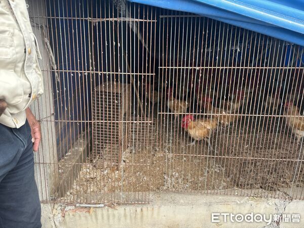 ▲雲林破獲偷雞集團,數百隻流入市場。(圖/記者游瓊華翻攝)